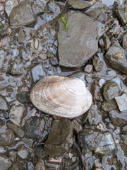 Ruditapes philippinarum