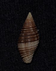 Gemmulimitra avenacea