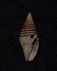 Gemmulimitra avenacea