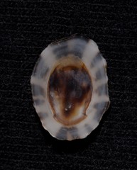 Patelloida heteromorpha