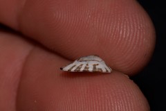 Patelloida heteromorpha