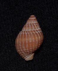 Nassarius crematus