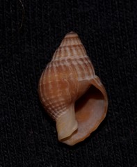 Nassarius crematus