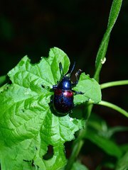 Platycorynus undatus