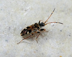 Beosus maritimus