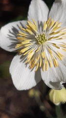 Thalictrum tuberosum
