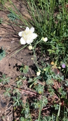 Thalictrum tuberosum