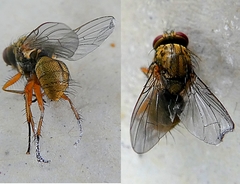 Diptera