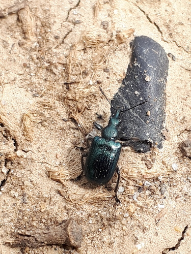 Lasiorhynchites comatus
