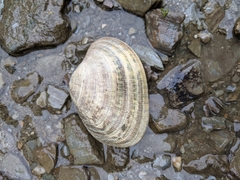 Ruditapes philippinarum