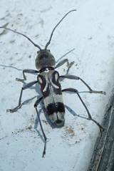 Chlorophorus macaumensis