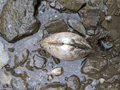 Ruditapes philippinarum