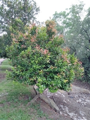 Syzygium