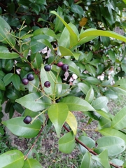 Syzygium