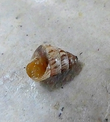 Gastropoda