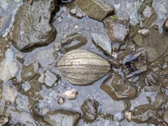 Ruditapes philippinarum