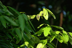 Odontoptilum angulata angulata