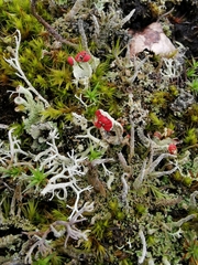 Cladonia coccifera