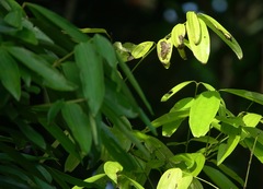 Odontoptilum angulata angulata