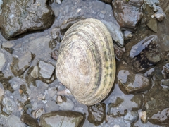 Ruditapes philippinarum