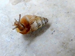 Gastropoda