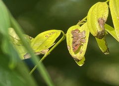 Odontoptilum angulata angulata