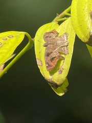 Odontoptilum angulata angulata