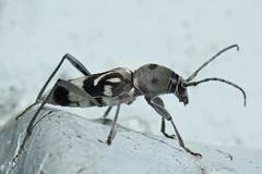 Chlorophorus macaumensis