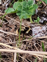 Bombus sichelii