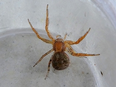 Araneae