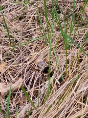 Bombus sichelii