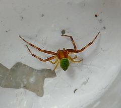 Ebrechtella tricuspidata