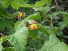 Rubus trifidus