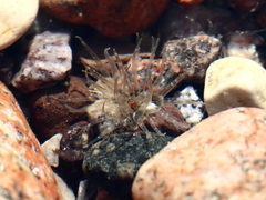 Anthopleura stellula