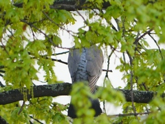Columba palumbus