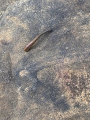 Haemadipsa trimaculosa