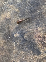 Haemadipsa trimaculosa