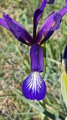 Iris reichenbachiana