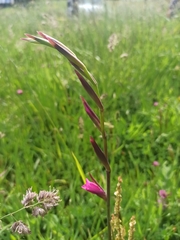 Gladiolus communis