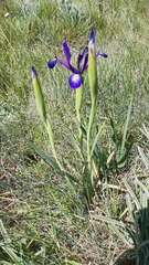 Iris reichenbachiana