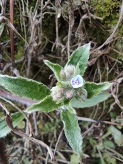 Thyrocarpus sampsonii