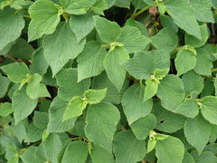 Boehmeria splitgerbera