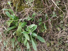 Thyrocarpus sampsonii