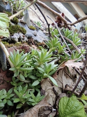 Sedum lineare