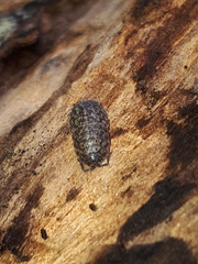 Porcellium collicola