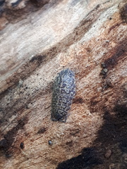 Porcellium collicola