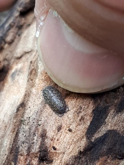 Porcellium collicola