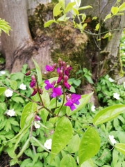 Lathyrus vernus