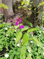 Lathyrus vernus