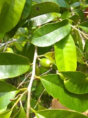 Chrysophyllum argenteum